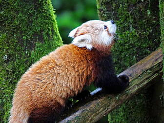 Missing Red Panda Found Safe I...